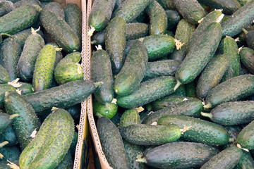 fresh cucumbers on display at the market