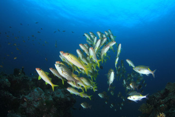 School of Goatfish and Snapper fish on coral reef 