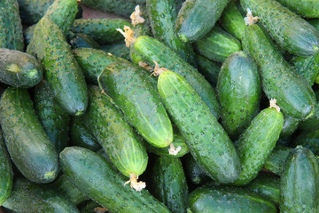 fresh cucumbers for sale at the market