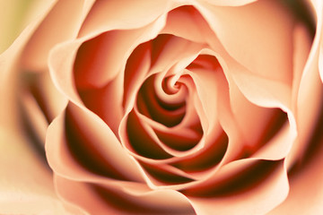 rose flower close up