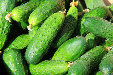 Ripe fresh cucumbers as background