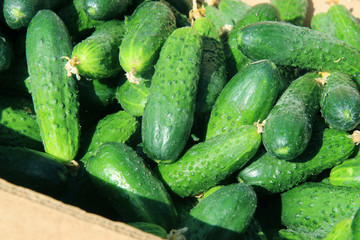 fresh cucumbers for sale at farmers market
