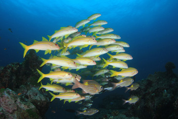 Naklejka na ściany i meble School of Goatfish and Snapper fish on coral reef 
