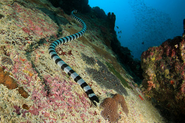 Banded Sea Krait (Snake)	