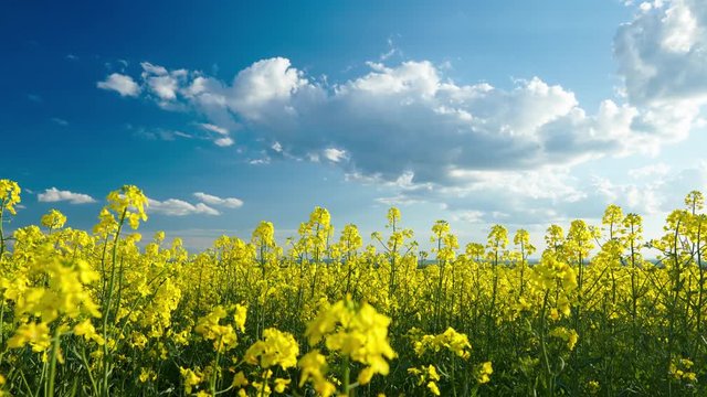 Beautiful rapeseed flowers with dark blue sky with clouds