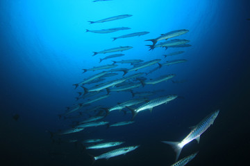 Fototapeta na wymiar School of Barracuda fish 