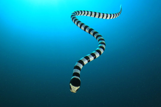 Banded Sea Krait (Snake)	