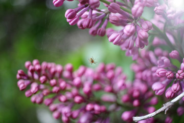 Lilac. Close up of Syringe and spider. Spring time with beautiful lilac blossoms. Floral pattern. Lilac wallpaper. 