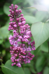 Lilac. Close up of Syringe. Spring time with beautiful lilac blossoms. Floral pattern. Lilac wallpaper. 