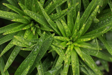 lilies after the rain