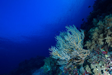 Underwater Landscape Tropical Coral Reef Tubbataha