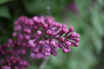 Obraz premium Lilac. Close up of Syringe. Spring time with beautiful lilac blossoms. Floral pattern. Lilac wallpaper. 