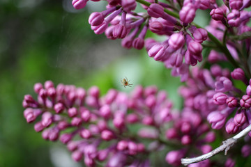 Lilac. Close up of Syringe. Spring time with beautiful lilac blossoms. Floral pattern. Lilac wallpaper. 