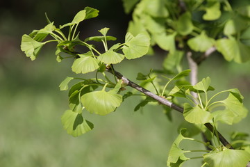 Ginko biloba. Young Ginko biloba tree with leaves. Ginko biloba leaf. Floral pattern. Smart herbal...