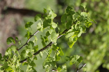 Ginko biloba. Young Ginko biloba tree with leaves. Ginko biloba leaf. Floral pattern. Smart herbal concept. Close up. Copy space. 