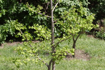 Fototapeta na wymiar Ginko biloba. Young Ginko biloba tree with leaves. Ginko biloba leaf. Floral pattern. Smart herbal concept. Close up. Copy space. 