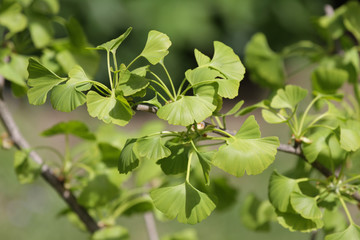 Ginko biloba. Young Ginko biloba tree with leaves. Ginko biloba leaf. Floral pattern. Smart herbal concept. Close up. Copy space. 