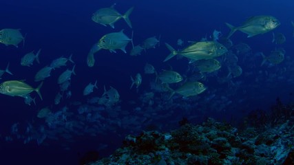 A huge school of Jacks. Big eye Trevally Jack, (Caranx sexfasciatus) Forming a polarized school, bait ball or tornado,Maldives, Indian Ocean, slow motion
