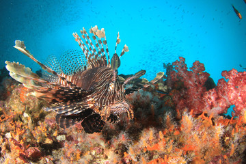 Naklejka na ściany i meble Lionfish fish on coral reef 