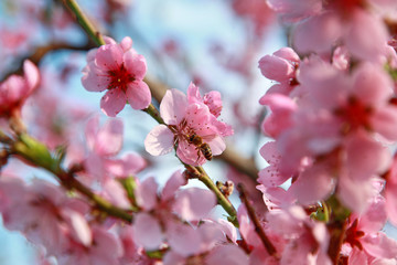Fototapeta na wymiar luxurious peach blossoms in spring