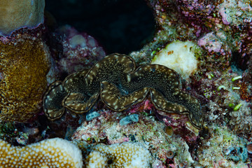 Giant clam Tridacna gigas