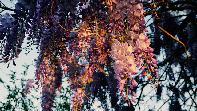 branches of a tree