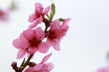 luxurious peach blossoms in spring