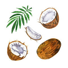 Set of coconuts and green palm leaf isolated on white background. Hand drawn watercolor illustration. 