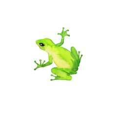 Little green wild frog collection isolated on white background. Hand drawn watercolor illustration.