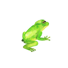 Green wild frog collection isolated on white background. Hand drawn watercolor illustration.