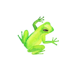 Cartoon green wild frog isolated on white background. Hand drawn watercolor illustration. 