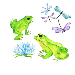 Set of green wild frogs, blue and lilac dragonfly and blue flower collection isolated on white background. Hand drawn watercolor illustration. 