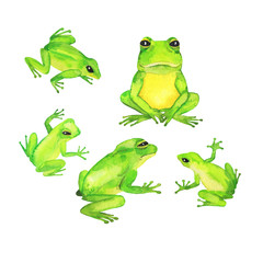 Cute green wild frog isolated on white background. Hand drawn watercolor illustration. 