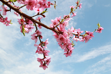 luxurious peach blossoms in spring