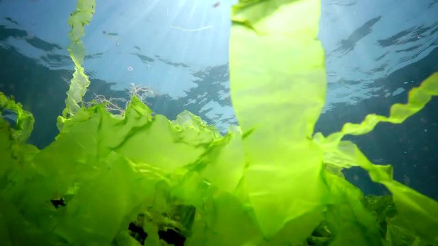 Underwater landscape in the Black Sea. Green, red and brown algae on the seabed in the sun, algae swinging during a storm