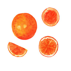 Set of fresh orange or grapefruit and fruit slices isolated on white background. Hand drawn watercolor illustration. 