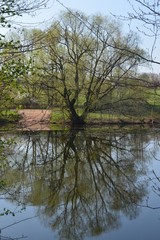 Baum im Frühling spiegelt sich auf der Wasseroberfläche