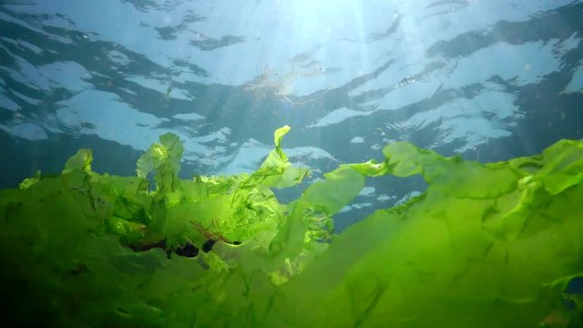 Underwater landscape in the Black Sea. Green, red and brown algae on the seabed in the sun, algae swinging during a storm
