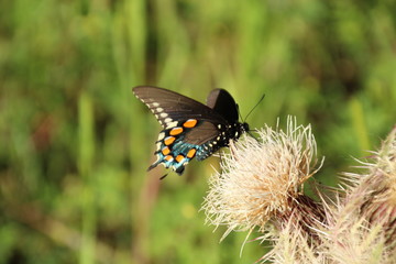 butterfly on flower