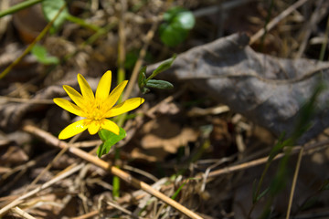 Yellow flowers in a wood. Natural background
