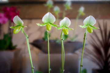 common orchid seen in most houses