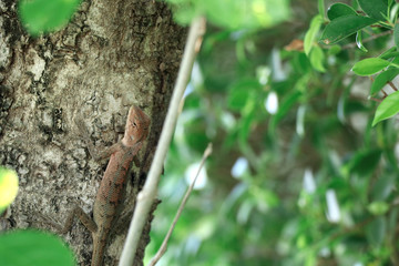 The lizard is on the tree. The lizard tried to camouflage the environment.