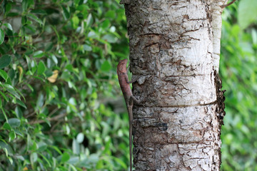 The lizard is on the tree. The lizard tried to camouflage the environment.