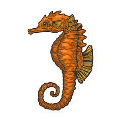 Fototapeta premium Sea horse animal color sketch engraving vector illustration. Scratch board style imitation. Black and white hand drawn image.