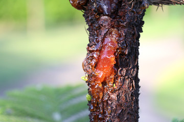 The resin of pine trees flows from the wound on the side of the trunk. The amber liquid that flows...