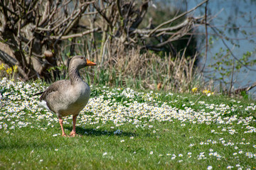 Greylag goose (anser anser) walking amongst spring time daisy wild flowers