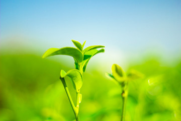 Obraz premium Tea leaves at tea plantation in Chiang Rai north Thailand.