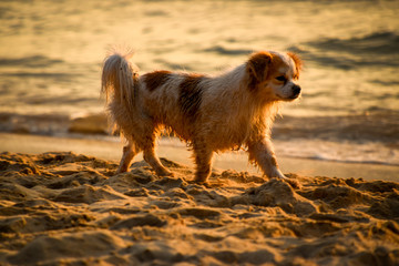 Dog playing at the beach in evening light - 265474478