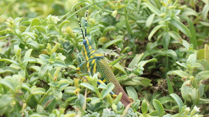 green plant in the garden