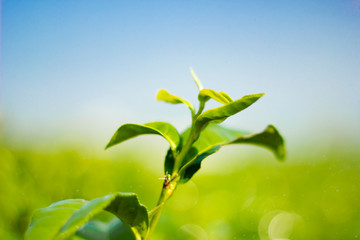Tea leaves at tea plantation in Chiang Rai north Thailand.